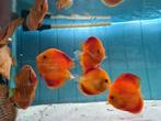 Albino Red Melon Discus, Symphysodon Discus, Vis, Zoetwatervis