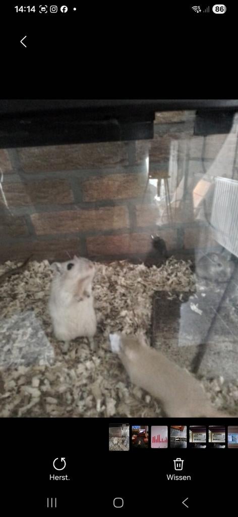 jonge gerbils, Dieren en Toebehoren, Knaagdieren, Maart, Meerdere dieren, Overige typen