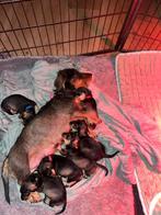 Laatste dwergteckel teefje opzoek naar een warme mand! ️, Dieren en Toebehoren, Dwerg, Meerdere dieren, Eén hond, Ruwhaar