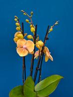 Orchidee Phalaenopsis Special p12 (8)