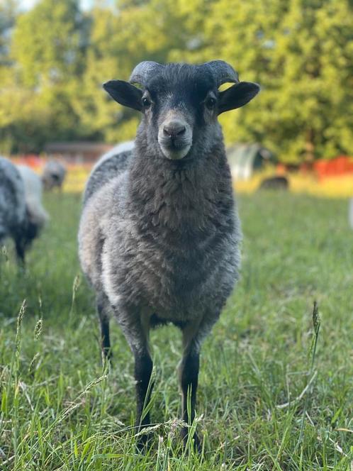 Skudde ram te koop, Dieren en Toebehoren, Schapen, Geiten en Varkens, Schaap, Mannelijk