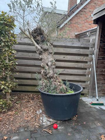 Oude Olijfboom in Pot - Af te halen beschikbaar voor biedingen