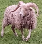 ouessant ram lammeren, Dieren en Toebehoren, Schaap, Mannelijk, 0 tot 2 jaar