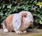 Minilop x Ned Hangoor Dwerg NHD konijn, blauwoog, ingeënt, Dieren en Toebehoren, Konijnen, Vrouwelijk, Dwerg, Hangoor, 0 tot 2 jaar