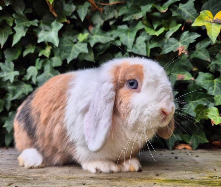 Minilop x Ned Hangoor Dwerg NHD konijn, blauwoog, ingeënt, Dieren en Toebehoren, Konijnen, Dwerg, Vrouwelijk, 0 tot 2 jaar, Hangoor