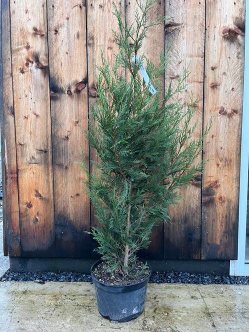 Conifeer, haagplant, Leylandii 2001 120/130 cm in pot, Tuin en Terras, Planten | Struiken en Hagen, Conifeer, Ophalen