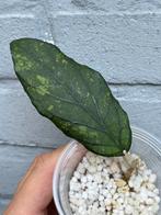 Hoya sp. Gayo, Huis en Inrichting, Ophalen of Verzenden, Overige soorten, Minder dan 100 cm