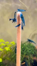 Mooie blauwe garnalen (Neocaridina Blue Velvet), Dieren en Toebehoren, Vissen | Aquariumvissen, Zoetwatervis, Kreeft, Krab of Garnaal
