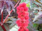 zaden wonderboom ricinus rode bladeren of groene bladeren, Tuin en Terras, Ophalen of Verzenden, Voorjaar, Volle zon, Zaad