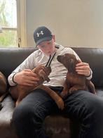 Twee prachtige Rhodesian Ridgeback reutjes beschikbaar, Rabiës (hondsdolheid), 8 tot 15 weken, Meerdere, Nederland