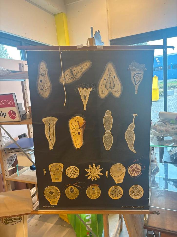 Oude Schoolprenten - Bieden!, Antiek en Kunst, Antiek | Schoolplaten, Overige thema's, Ophalen of Verzenden