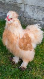 Zijdehoen haan zoekt nieuw thuis, Mannelijk, Kip