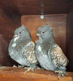 Oudoosterse oud oosterse meeuw meeuwtjes meeuwen, Meerdere dieren, Overige soorten