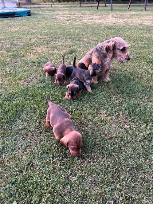teckel pups, Dieren en Toebehoren, Honden | Teckels en Dashonden, Meerdere dieren, Ruwhaar, Dwerg, Particulier, Meerdere, Nederland