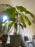 Bananenboom, Huis en Inrichting, Kamerplanten, Ophalen of Verzenden, Bloeiende kamerplant, Volle zon, 200 cm of meer