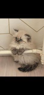 kat, Verzenden, Zo goed als nieuw, Honden