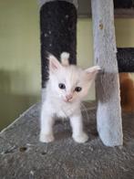Twee schattige halve Ragdoll kittens, Dieren en Toebehoren, Katten en Kittens | Overige Katten, Poes, Langharig, 0 tot 2 jaar