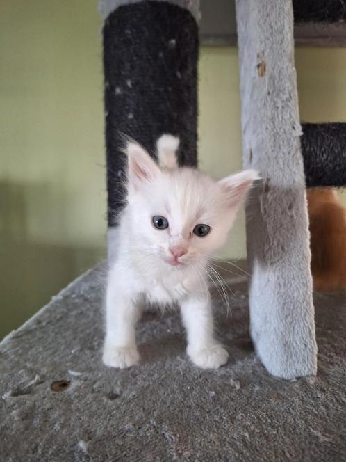 Schattige halve Ragdoll kittens, Dieren en Toebehoren, Katten en Kittens | Overige Katten, Langharig, Poes, 0 tot 2 jaar