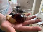 Achatina fulica, Dieren en Toebehoren, Reptielen en Amfibieën, Overige soorten