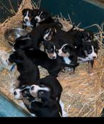 Grote zwitserse sennenhond pups, Dieren en Toebehoren, Overige rassen, 8 tot 15 weken, Meerdere, Meerdere dieren