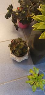 Kamerplanten, zwarte bladbegonia en veel andere plantjes, Ophalen, Halfschaduw, Minder dan 100 cm