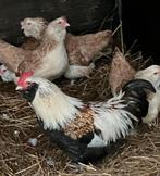 Faverolle kriel, Dieren en Toebehoren, Meerdere dieren, Kip