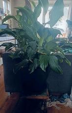 Grote Lepelplant - Spathiphyllum, Huis en Inrichting, Kamerplanten, Ophalen, Halfschaduw, Minder dan 100 cm