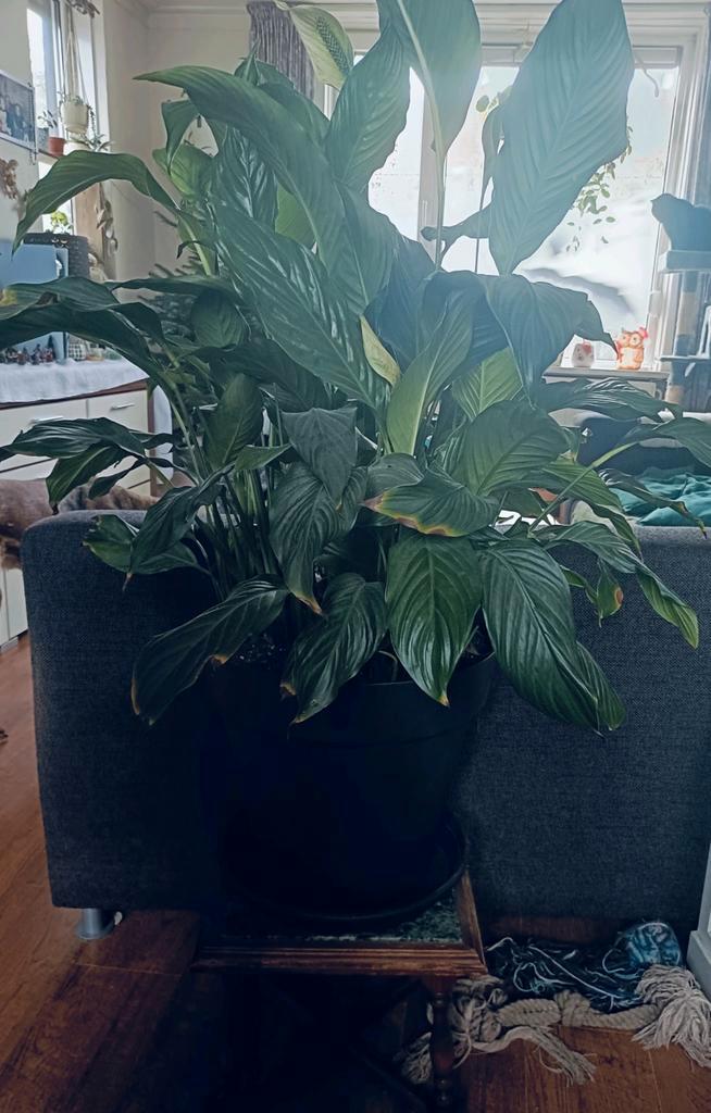 Grote Lepelplant - Spathiphyllum, Huis en Inrichting, Kamerplanten, Minder dan 100 cm, Halfschaduw, Ophalen
