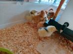 Kuikens leghorn buff en bont, Dieren en Toebehoren, Pluimvee, Meerdere dieren, Kip