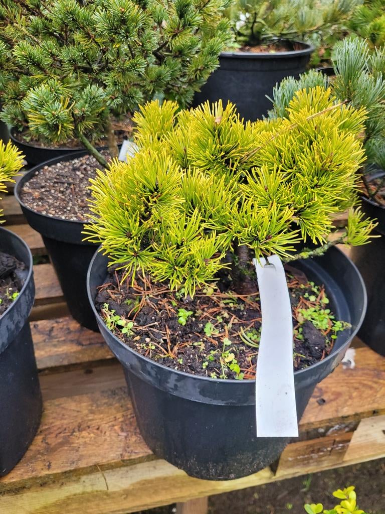 Pinus mugo little goldstar, Tuin en Terras, Planten | Bomen, Overige soorten, Minder dan 100 cm, Zomer, Ophalen