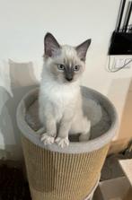 ☘️  ragdoll katertje [ uitverkocht ], Poes, Ontwormd, 0 tot 2 jaar