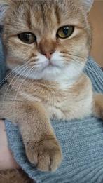 Brits Gold korthaar Goldie, Dieren en Toebehoren, Katten en Kittens | Raskatten | Korthaar, Poes, Gechipt