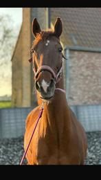 Lieve, betrouwbare ruin (17 jaar) zoekt 5-sterrenhuisje, Ruin, Zadelmak, Ontwormd, 160 tot 165 cm