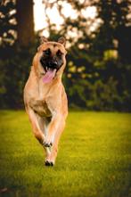 Lieve mechelse herder teef te koop, Dieren en Toebehoren, Honden | Herdershonden en Veedrijvers, Rabiës (hondsdolheid), 1 tot 2 jaar