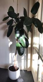 Grote rubberplant, Huis en Inrichting, Kamerplanten, Ophalen, Volledige schaduw, 100 tot 150 cm, Overige soorten