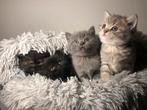 4 raszuivere Britse korthaar kittens. Nog 2 over!!!, Meerdere dieren, Ontwormd, 0 tot 2 jaar