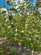 Malus dom. ‘Rode Boskoop’, Tuin en Terras, Planten | Fruitbomen, Ophalen, 100 tot 250 cm, Appelboom, Lente