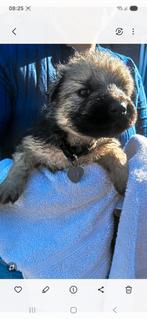 Kruising Zwitserse witte herder en Oud duitse herder, Dieren en Toebehoren, Rabiës (hondsdolheid), 8 tot 15 weken, Teef, Meerdere