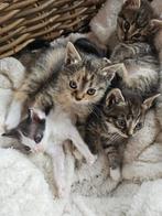 Supermooie kittens, Poes