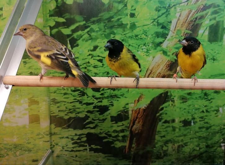 Zwartkopsijzen diverse koppels., Dieren en Toebehoren, Vogels | Overige Vogels, Meerdere dieren