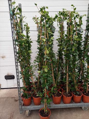 Toscaanse Jasmijn 150cm hoog €12,50 beschikbaar voor biedingen