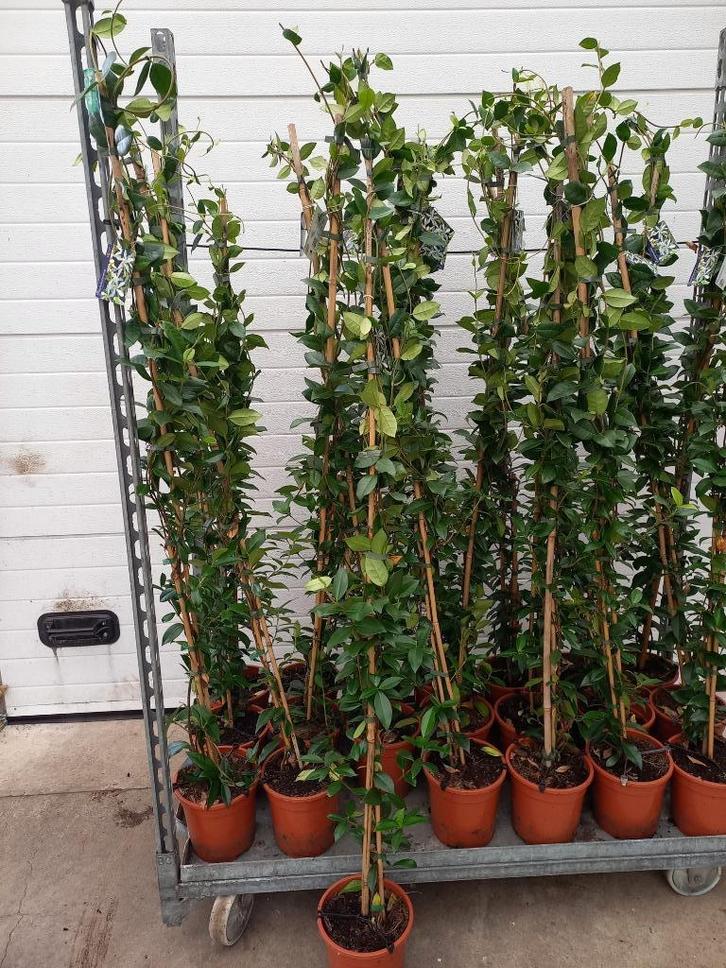 Toscaanse Jasmijn 150cm hoog €12,50, Tuin en Terras, Planten | Tuinplanten, Klimplanten, Volle zon, Ophalen