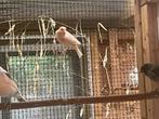 Harlekijn kanaries, Meerdere dieren, Kleurkanarie