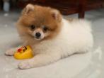 Pomerarian puppy 4mnd oud gevaccineerd, Ophalen of Verzenden