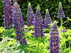 Uit de biologische moestuin: Lupine, blauw, zaden, Ophalen of Verzenden, Voorjaar, Halfschaduw, Zaad