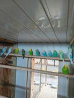 Te koop mooie broedrijpe koppels grasparkieten, Dieren en Toebehoren, Vogels | Parkieten en Papegaaien, Meerdere dieren, Parkiet