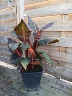 Canna Durban, Ophalen, Overige soorten, Volle zon