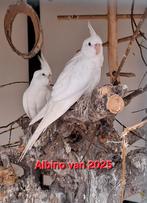 Te koop Valkparkieten, Meerdere dieren, Parkiet