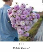 Dahlia knollen Genova, Tuin en Terras, Planten | Tuinplanten, Ophalen of Verzenden, Overige soorten, Volle zon