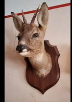 Prachtige opgezette ree-bok kop taxidermie ree hert, Ophalen of Verzenden, Gebruikt, Hert, Gewei of Kop